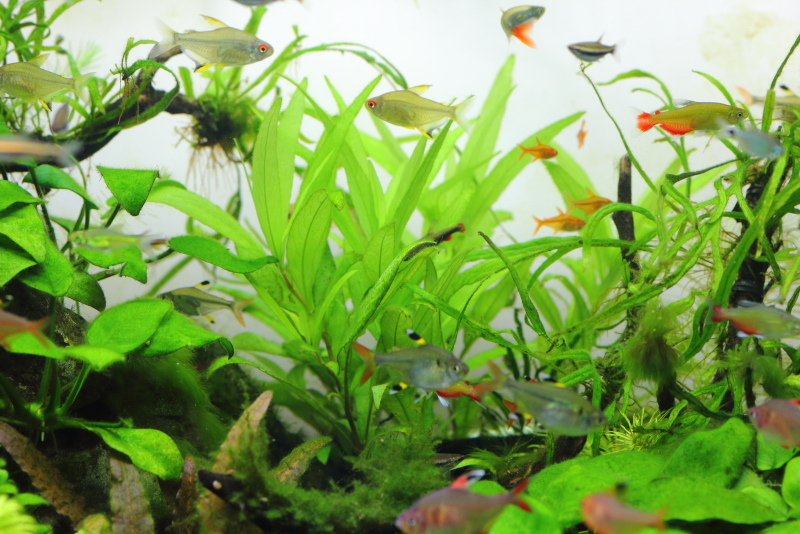 植栽から26日目　ニューラージリーフハイグロ